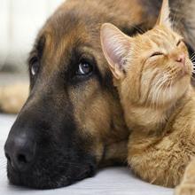 600W Home Ues Thiết bị trị liệu bằng ánh sáng hồng ngoại gần LED Hợp kim nhôm 4