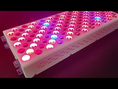 600w chăm sóc cơ thể thiết bị trị liệu ánh sáng đỏ màu đỏ Nir quang phổ tùy chỉnh cho làn da hoàn hảo